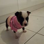 Profile Picture of Zena Jane Engelhardt (@zenathestaffy) on Instagram