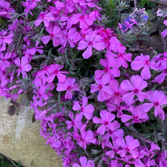 Profile Picture of Elizabeth Hughson (@itslizfromsb) on Poshmark