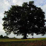 Profile Picture of Brenda Kemper (@brendakemper5374) on Youtube