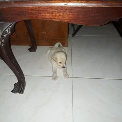 Profile Picture of Jose Manuel Terraza Benitez (@TerrazaBenitez) on Twitter