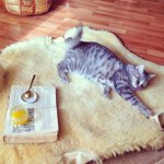 Profile Picture of Mike Smith (@pughjermainepugh4002) on Instagram