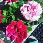 Profile Picture of Renate Schade (@renate.schade.735) on Facebook