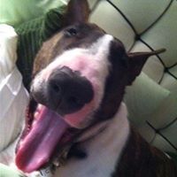 Profile Picture of Candi Feinstein (@candif1) on Pinterest