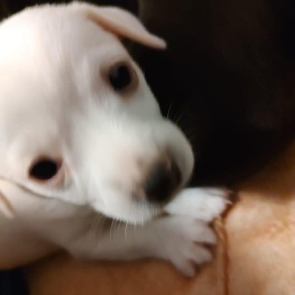 Profile Picture of Latisha Ashabranner (@lashabranner) on Poshmark