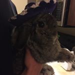 Profile Picture of Danielle Behrends (@pandapalooza7) on Instagram