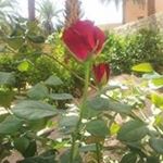 Profile Picture of Halim Nasser (@nasser.halim) on Instagram