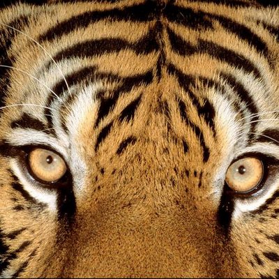 Profile Picture of Dan Foust (@dfoust33) on Twitter