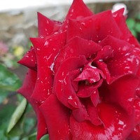 Profile Picture of Mihaela Chazli (@mihaela-chazli-1) on Quora