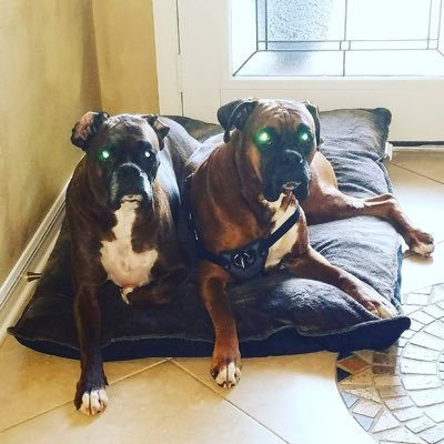 Profile Picture of Critter (@cory_ritter) on Twitter