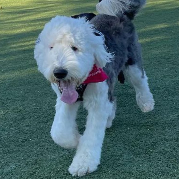 Profile Picture of Hyunjun Kim (@hyunjun_kim) on Poshmark