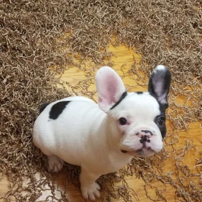 Profile Picture of Jesse Bourne (@jessebourne8) on Twitter