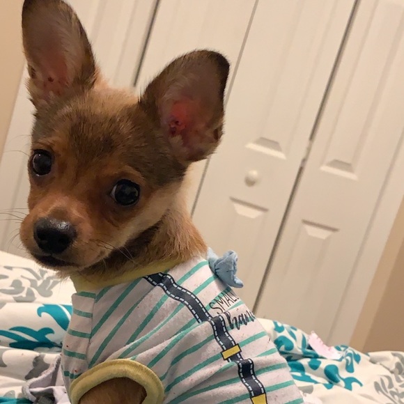 Profile Picture of Ayah Karain (@ayahkarain) on Poshmark