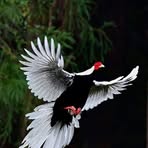 Profile Picture of Benedict Lobo (@benedict.lobo.7) on Facebook