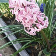 Profile Picture of Anabela Gonçalves (@Anabela69314691) on Twitter