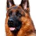 Profile Picture of Damir Jovanović (Funkenspiel Kennel) (@funkenspiel.kennel) on Facebook