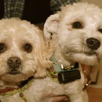 Profile Picture of Jesse Balogh (@jesse-balogh) on Quora