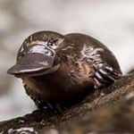 HEIM - Instagram Profile Picture of HEIM (@quentinmalin07) on Instagram