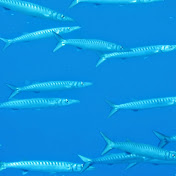 Profile Picture of Laura Manfield (@lauramanfield186) on Youtube