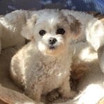 Profile Picture of Heather Stevenson (@knitstiks) on Instagram