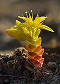 Profile Picture of Sedum - Wikipediaon Wikipedia