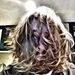 Profile Picture of Luke Cronin (@lukeandrewcroni) on Pinterest