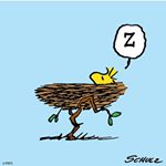 Profile Picture of Michael Zimicki (@zimicki) on Instagram