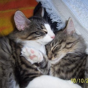 Profile Picture of Domenico Conti (@282763050) on Myspace