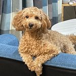 Profile Picture of Mari Yoshimura(吉村 真理) (@mocha.1000) on Instagram