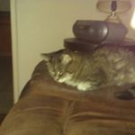 Profile Picture of Janet Neff (@neff8240) on Instagram