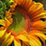 Profile Picture of Polly Lasker Hejna (@polly lasker hejna) on Flickr