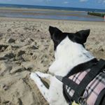 Profile Picture of boerenfox (@_donna_schipper_) on Instagram