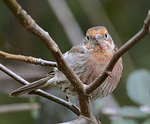 Profile Picture of Donna Cannon (@ilovebirds20131) on Flickr