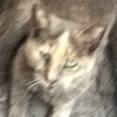 Profile Picture of Dave's Cat (@TVWWmascot) on Twitter