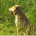 Profile Picture of KevinandLaura Phillips (@phillipsfarm4) on Pinterest