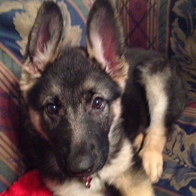 Profile Picture of Scott Baechle (@Scott_E_Knows) on Twitter