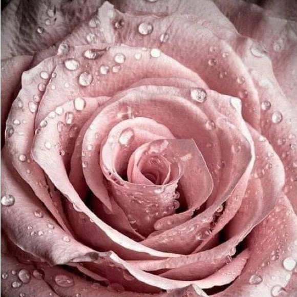 Profile Picture of R Gonzalez (@gsplace33) on Poshmark