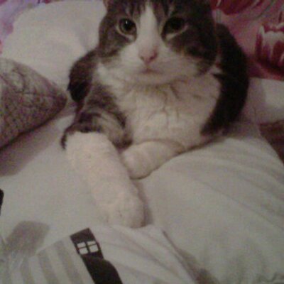 Profile Picture of Aileen Alvarado (@aileenx_1211) on Twitter