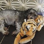 Profile Picture of ringo bob (@ringobob) on Instagram