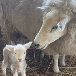 Profile Picture of Mary Sladden (@merry.and.myrtle) on Instagram