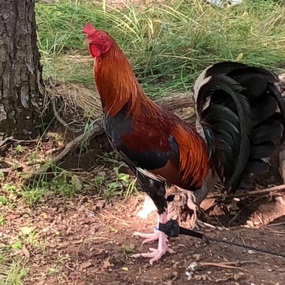 Lucas Galloway - Poshmark Profile Picture of Lucas Galloway (@lucas_galloway) on Poshmark