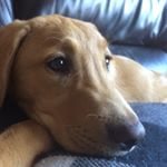 Profile Picture of Dexter Da Bulldozer (@dextereverett492902) on Instagram