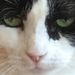 Profile Picture of Nora Shayne (@nshayne26) on Pinterest