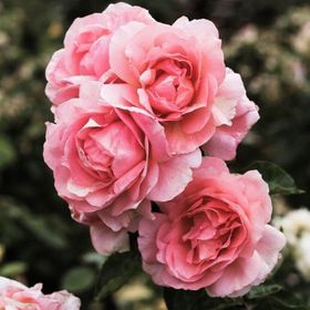 Profile Picture of Natalie (@flowersrpretty13) on Pinterest