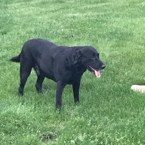 Profile Picture of Alison Schryver (@aschryver) on Poshmark