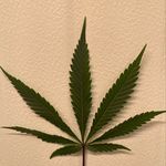 Profile Picture of Devon Privott (@devonprivott) on Instagram