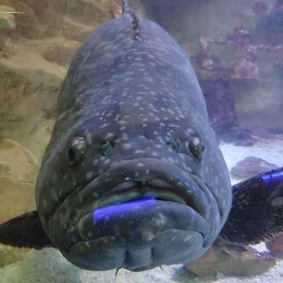 Profile Picture of Jérémy Xiong (@Jrmyxiong1) on Twitter