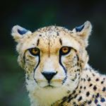 Profile Picture of James/Jimmy Capobianco (@justuscapobianco) on Instagram