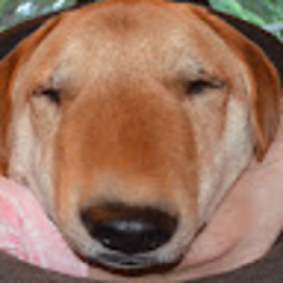 Profile Picture of Jude Campbell (@judecampbell666) on Poshmark