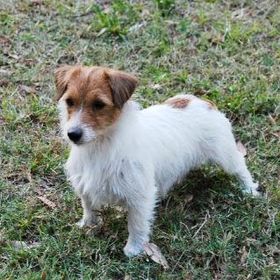 Profile Picture of Rosemarie Sobarnia DeFabbo (@1950RD) on Pinterest