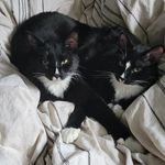 Profile Picture of Leigh Bradshaw (@joy4critter) on Instagram